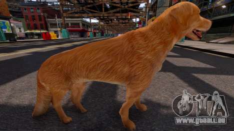 Golden Retriever für GTA 4